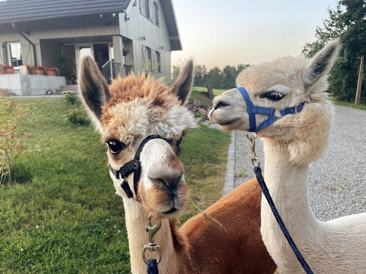 Palaima Hotel & Restaurant Anykščiai #2